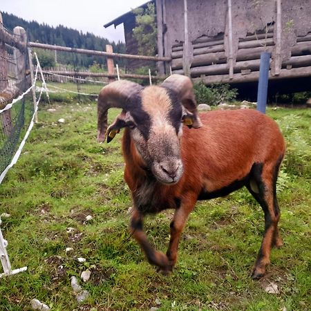 Hallmoosgut Sankt Johann im Pongau Exterior foto