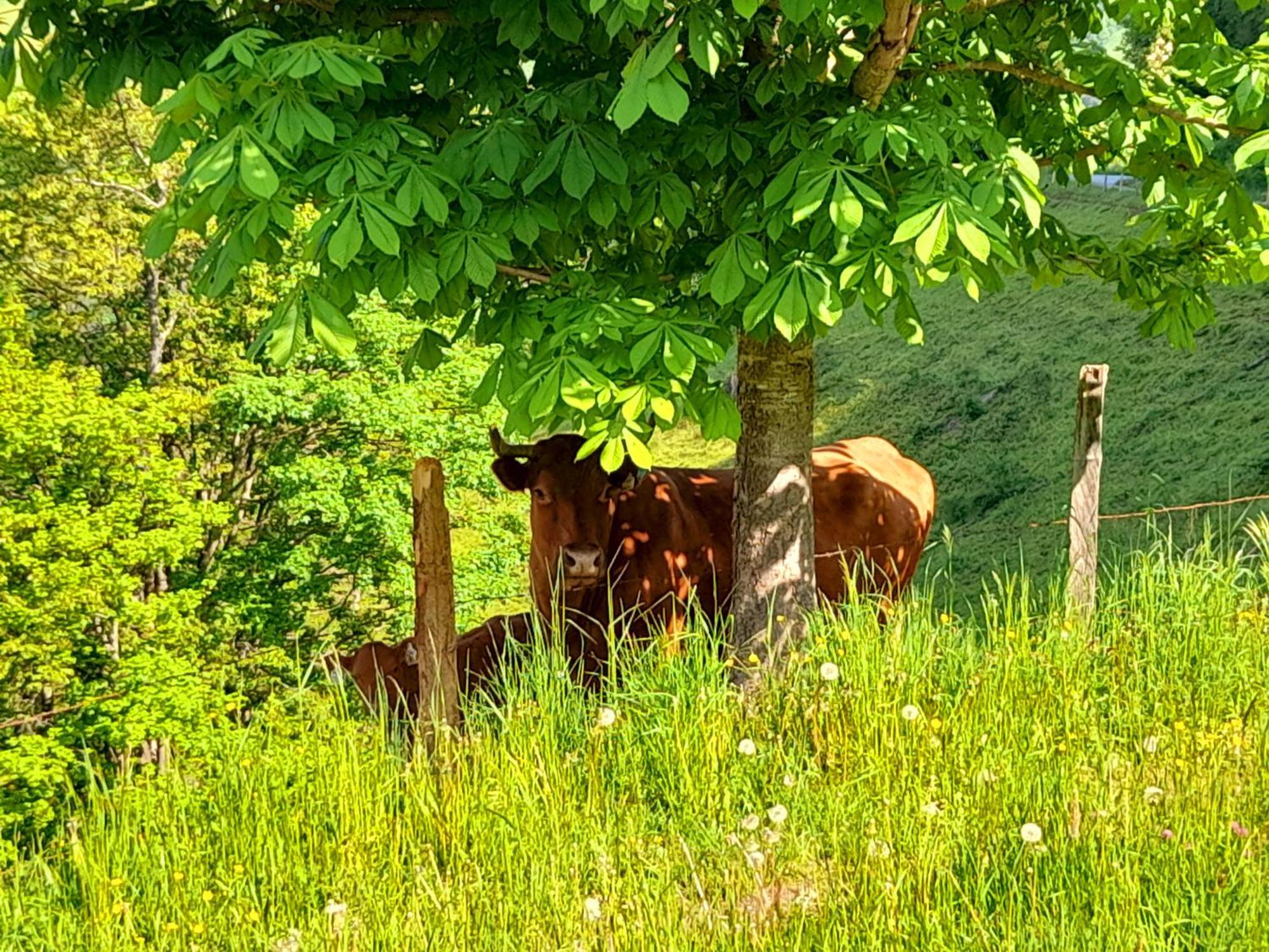 Hallmoosgut Sankt Johann im Pongau Exterior foto
