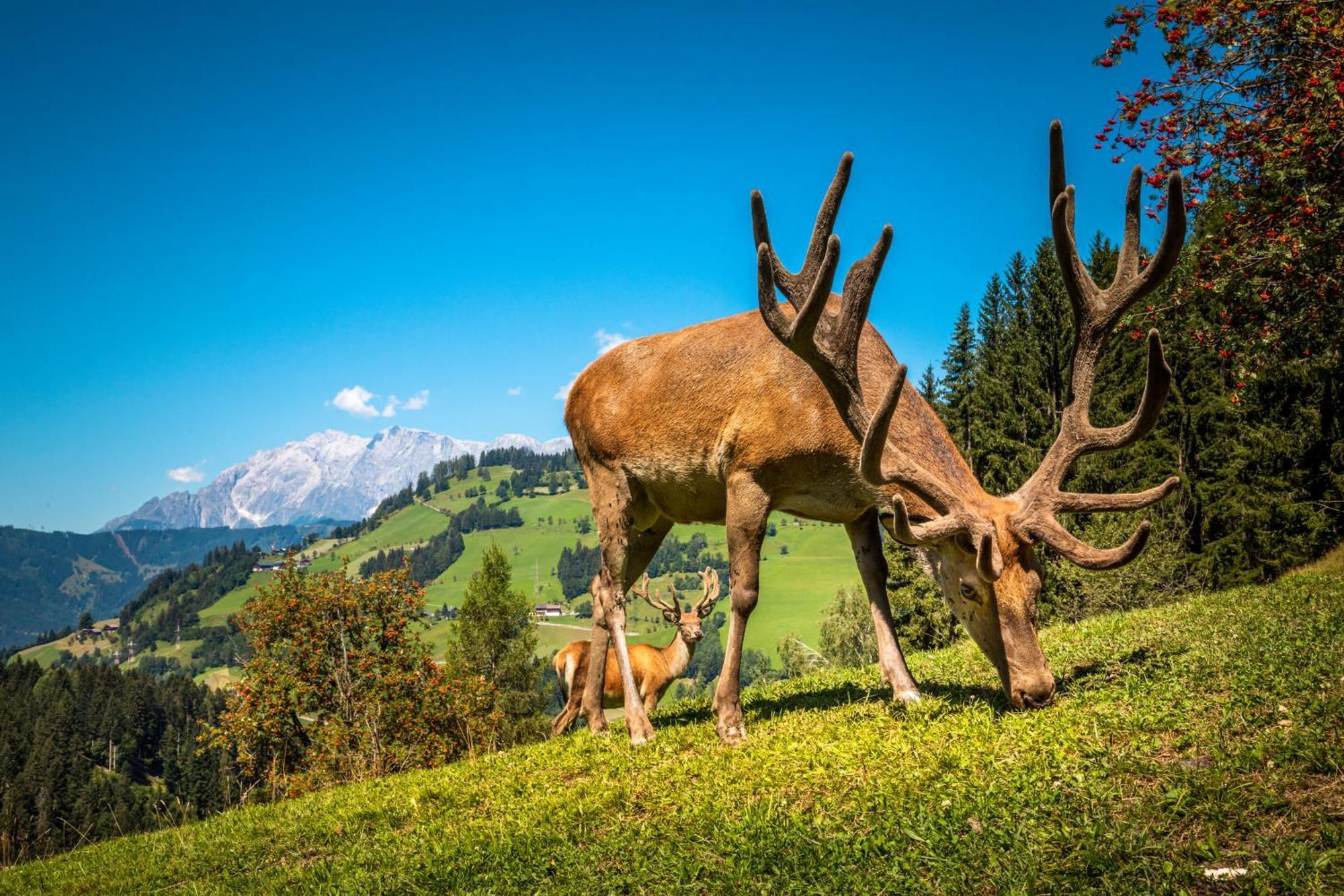 Hallmoosgut Sankt Johann im Pongau Exterior foto