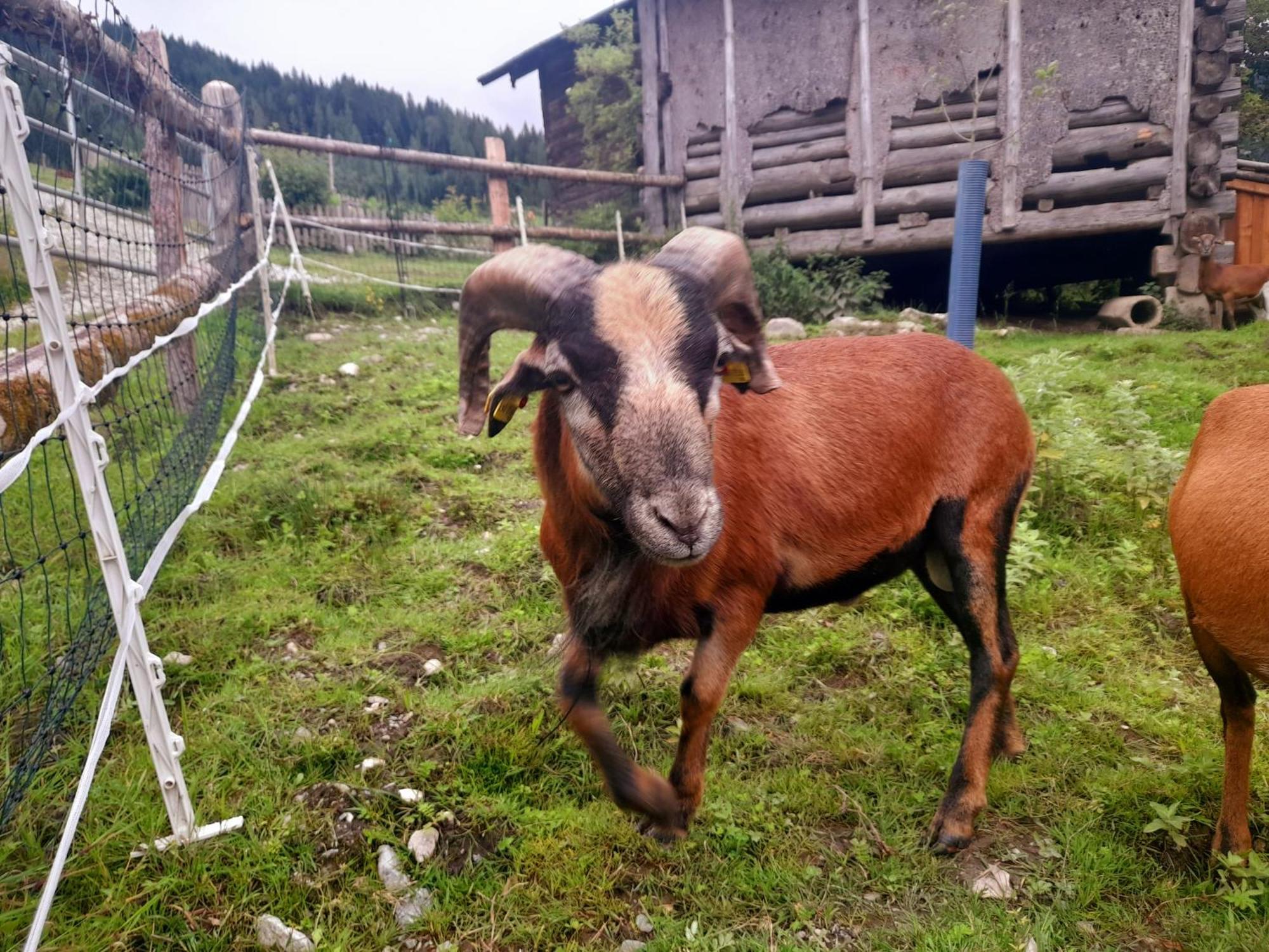 Hallmoosgut Sankt Johann im Pongau Exterior foto